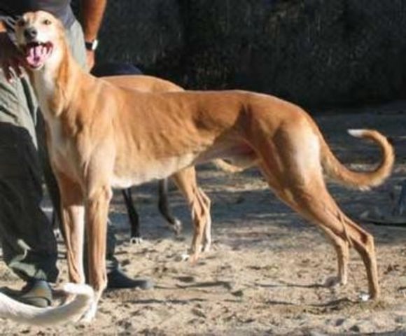 files/_uploads/katatjuta/bilder/Wuerfe/Vwurf/Greyhound_Ikarus-_2big[1].jpg